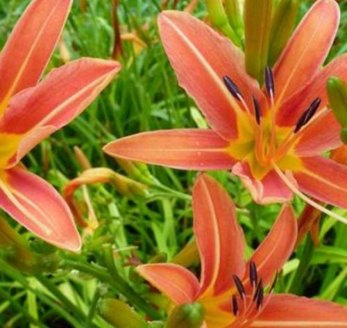 HEMEROCALLIS  Piquante.jpg