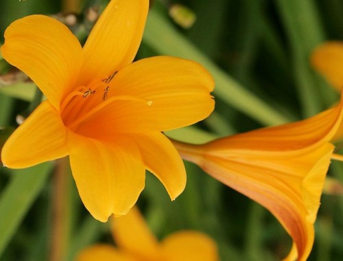HEMEROCALLIS  Thumbelina.jpg