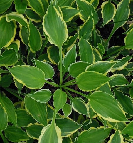 HOSTA  Betty.jpg