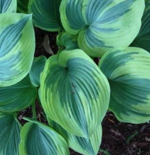 HOSTA  Earth Angel.jpg