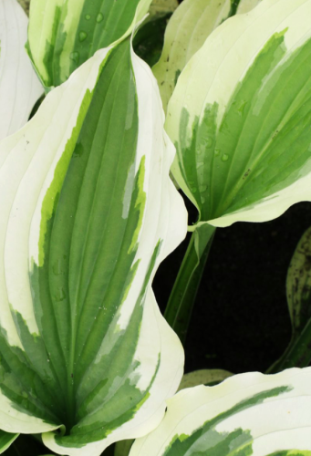 HOSTA  Silk Road.png