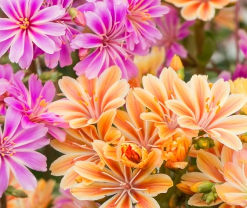 LEWISIA cotyledon Mountain Dreams.jpg