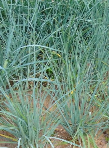LEYMUS arenarius Blue Dune.jpg