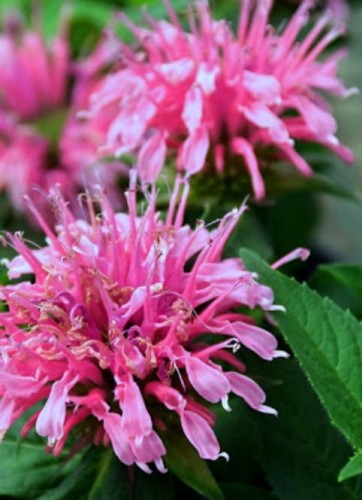 MONARDA x hybr. Balmy pink.jpg