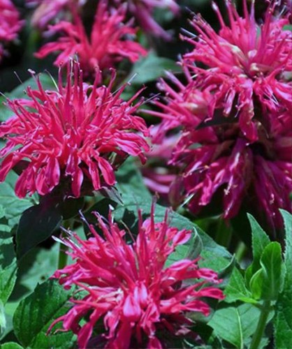 MONARDA x hybr. Balmy Rose.jpg