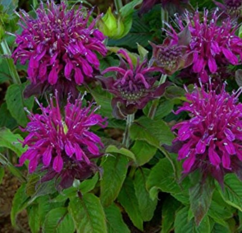 MONARDA x hybr. Balmy Purple.jpg
