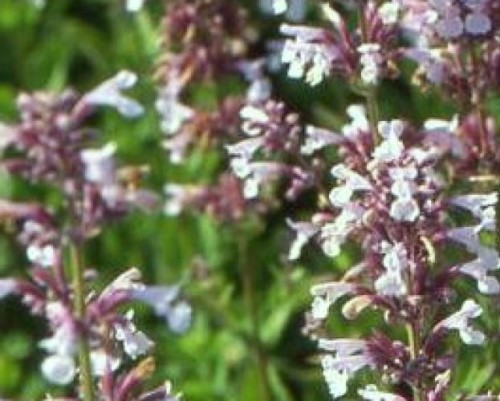 NEPETA grandiflora Dawn to Dusk .jpg