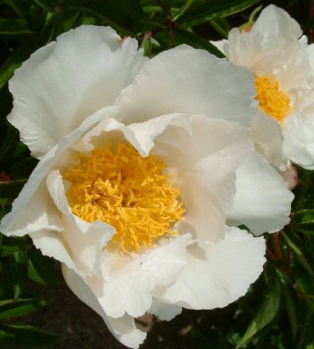 PAEONIA lactiflora Krinkled White.jpg