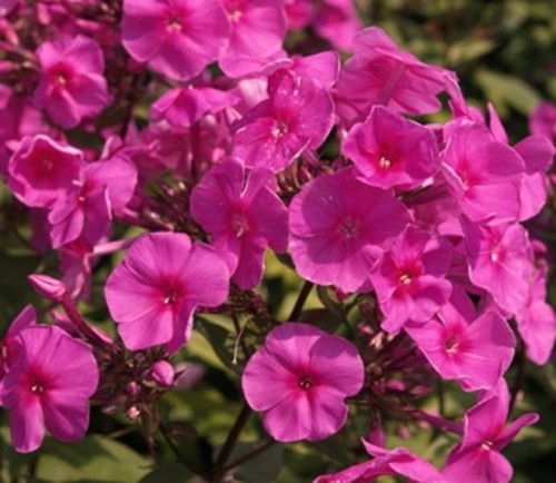 PHLOX amplifolia Winnetou.jpg
