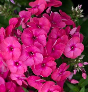 płomyk wiechowaty "Ka-Pow Pink" (łac. Phlox paniculata) kod: 11052
