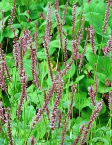 POLYGONUM amplexicaule Seven Oaks Village.jpg