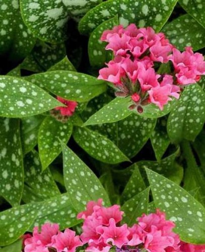 PULMONARIA  Shrimps on the Barbi.jpg