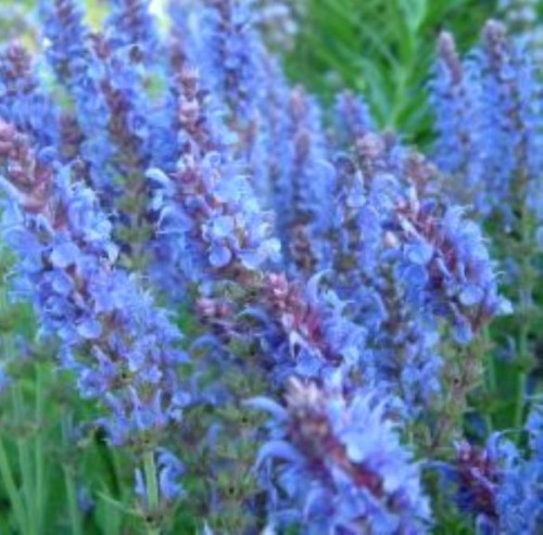SALVIA nemorosa Synchro Blue.jpg