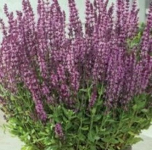 SALVIA nemorosa Synchro Pink.jpg