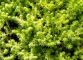SEDUM sexangulare .jpg