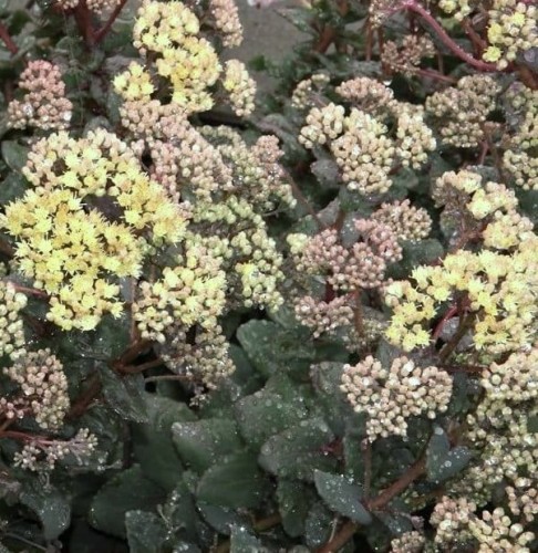 SEDUM telephium Green-Yellow.jpg