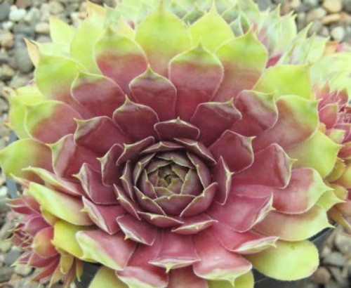SEMPERVIVUM x hybr Tesoro.jpg