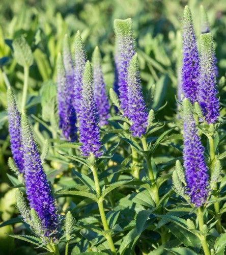 VERONICA spicata Royal Candles.jpg