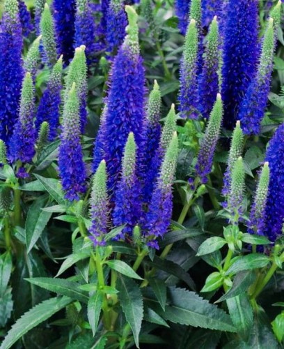 VERONICA spicata Ulster Dwarf Blue.jpg