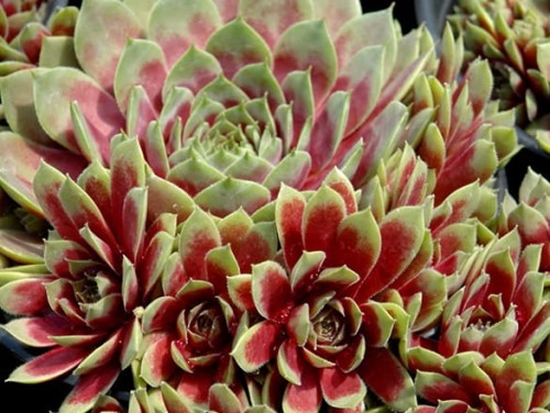 sempervivum commander hey .jpg