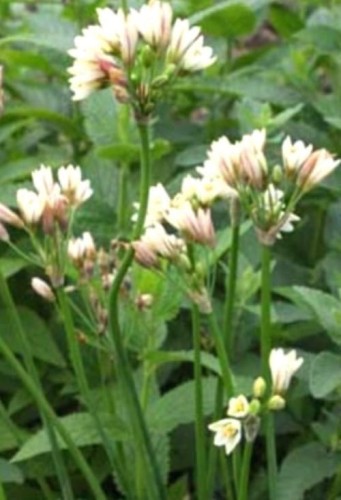 anthericum undulatum.jpg