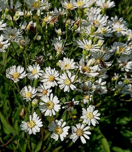 aster ptarmicoides.jpg