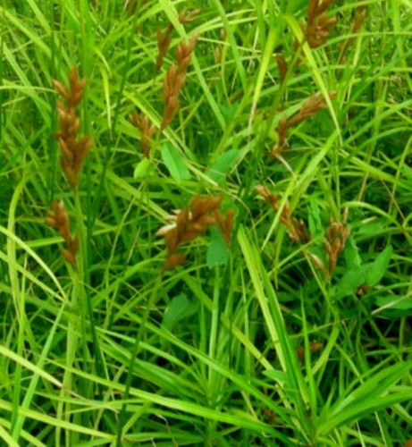 carex sylvatica.jpg