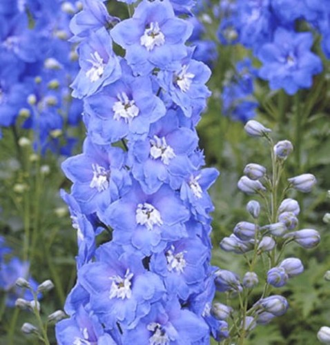 delphinum sky blue white bee.jpg
