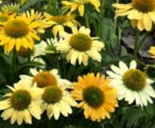 echinacea mellow yellow.jpg
