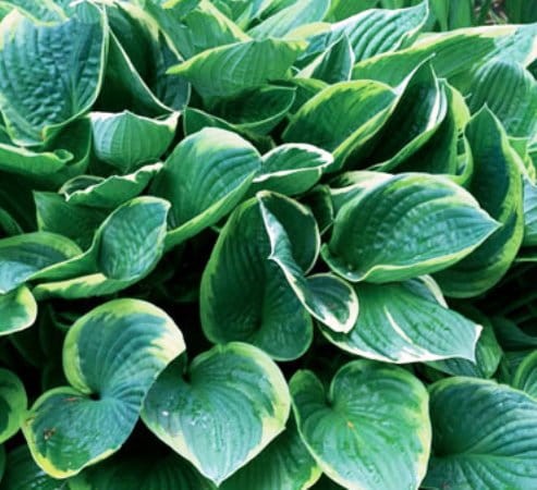 hosta fortunei aureomarginata.jpg