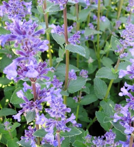 nepeta summer magic.jpg