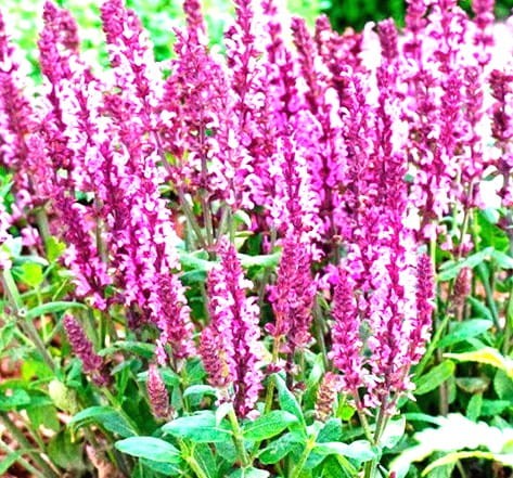 salvia nemorosa compact bright-rose.jpg