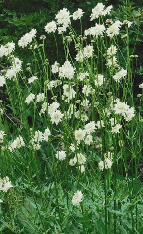 cephalaria gigantea.jpg