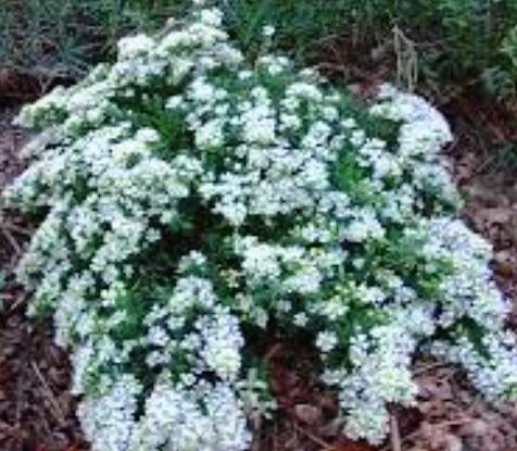 aster conecticut.jpeg