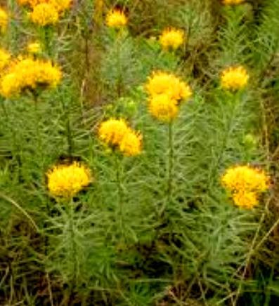 aster linosyris.jpeg