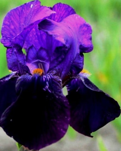 iris barbata Bishops-Robe.jpg