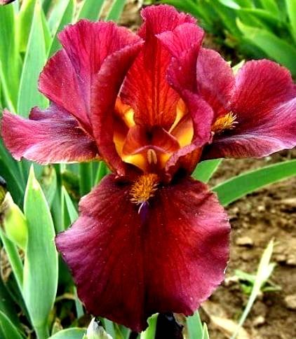 iris barbata red ochrid.jpg