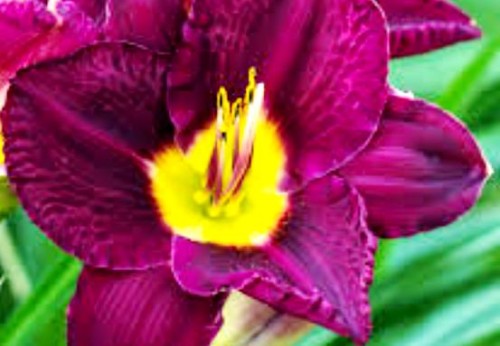hemerocallis bela lugosi.jpeg
