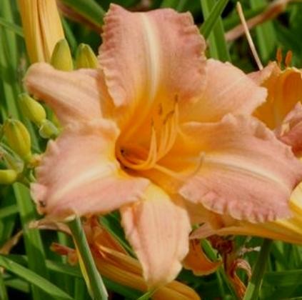 hemerocallis childrens festival.jpeg