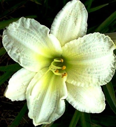 hemerocallis gentle shepherd.jpg