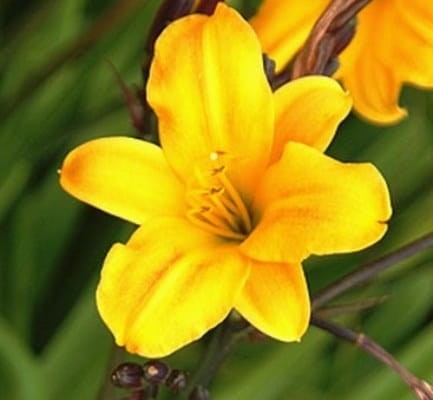 hemerocallis golden chimes.jpg