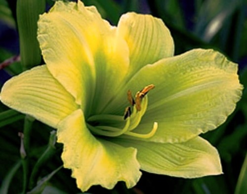hemerocallis green flutter.jpg