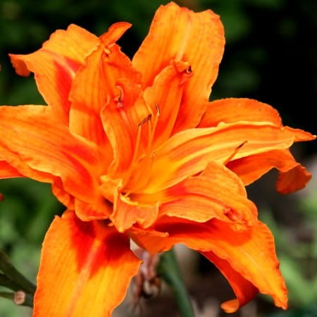 Hemerocallis kwanso.jpg