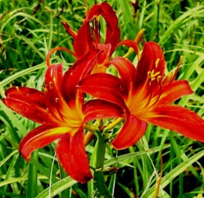 hemerocallis sammy russell.jpeg