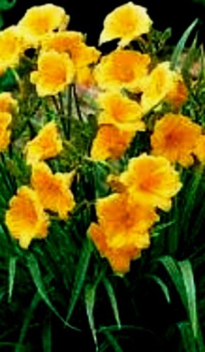 hemerocallis stella d'oro.jpeg