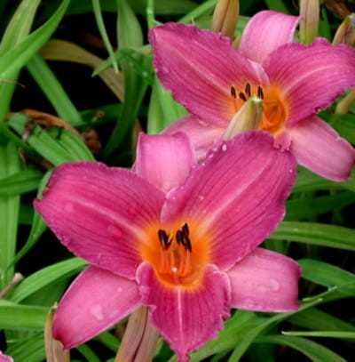 hemerocallis sugar candy.jpg