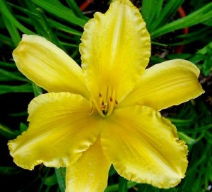 liliowiec ogrodowy "Molokai" (łac. Hemerocallis) kod: 9458