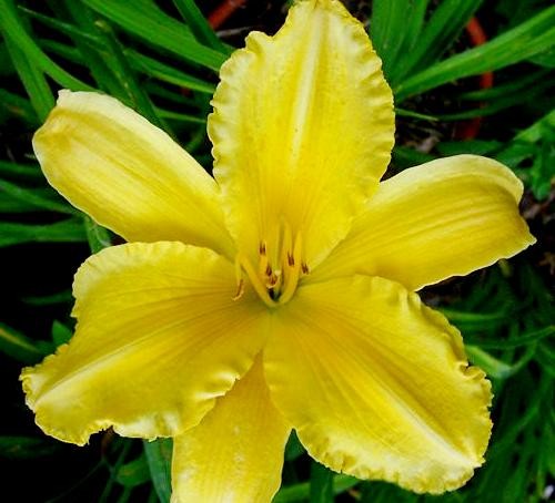 liliowiec MOLOKAI.jpg