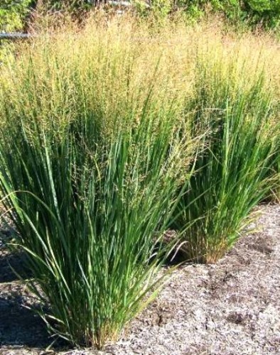panicum virgatum nordwind.jpg