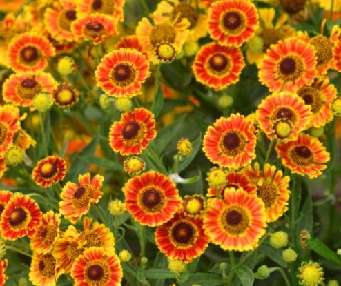 helenium Fuego.jpg